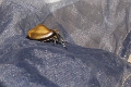 BEETLE