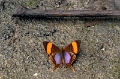 IMG_0178e