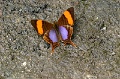 IMG_0181e