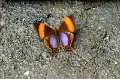 IMG_0183e