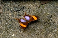 IMG_0185e