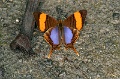 IMG_0199e