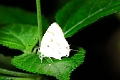 LYCAENIDAE