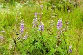 CRW_2321