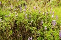 CRW_2323