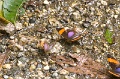 CRW_2571