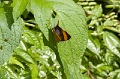 CRW_2594