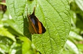 CRW_2596