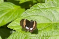 HELICONIDAE