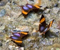 CRW_3590