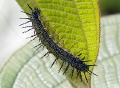 CATAPILLAR