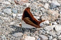 CRW_4228