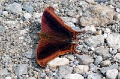 CRW_4232