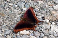 CRW_4233