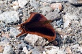 CRW_4250