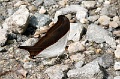 CRW_4251