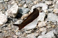 CRW_4252