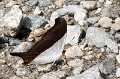 CRW_4253