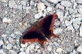 CRW_4263