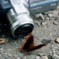 CRW_4334