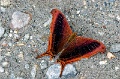 CRW_4383