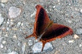CRW_4384