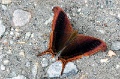 CRW_4385
