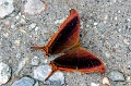 CRW_4388