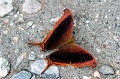 CRW_4389