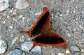 CRW_4390
