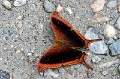 CRW_4391