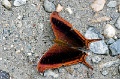 CRW_4393