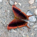 CRW_4395