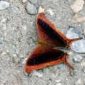CRW_4396
