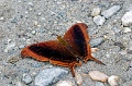 CRW_4397