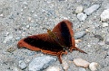 CRW_4398