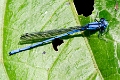 DAMSELFLY