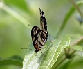 NYMPHALIDAE