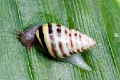 SNAIL