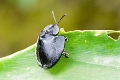 BEETLE